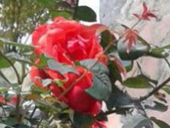 Żݵ¼_רҵ¼г۸ 
ؼ: