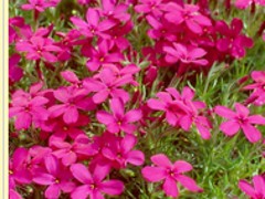 Ϋ޸»ۣ޸»õ 
ؼ: