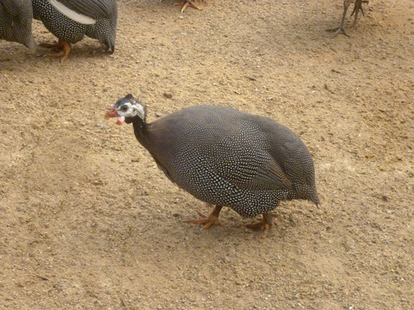 ��֪�����鼦�۸�����������̰ɣ� 
�ؼ���: