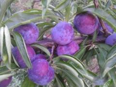 ڱõĴṩ̣Ӧ 
ؼ: