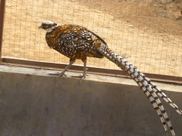 ���ʳ�β�����硪�����Լ۳�β�������������й�Ӧ 
�ؼ���: