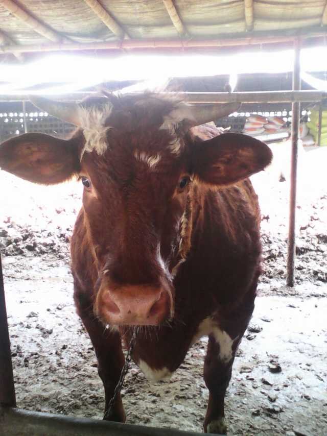 ������ţ��ֳƷ�ֺ�?����������ţƷ���������� 
�ؼ���: