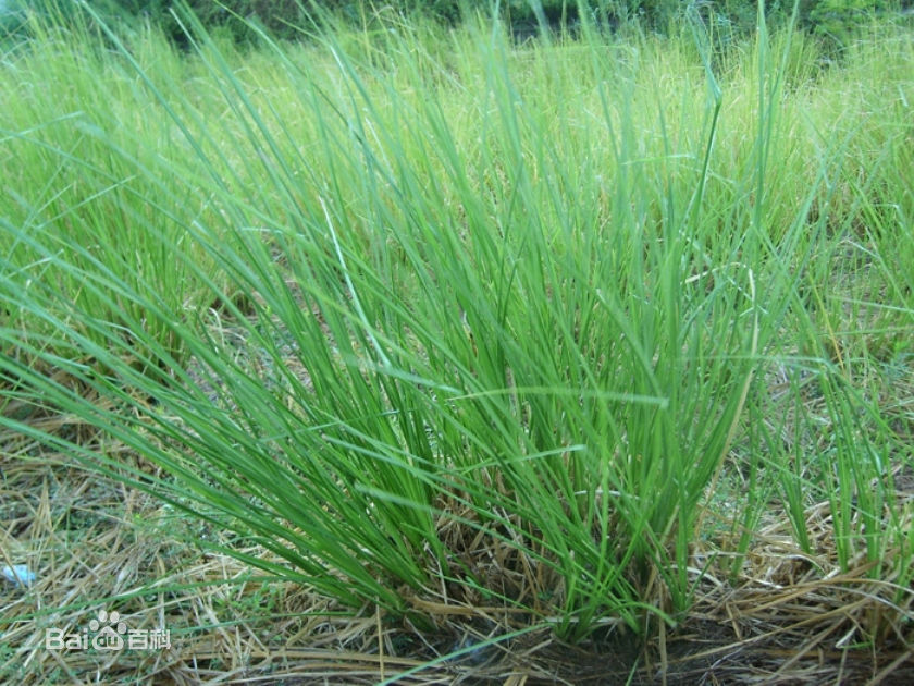 ݣŻݵݳ 
ؼ:
