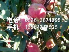 ųϡӳ˪۸ѯרҵֲӳ˪硿 
ؼ:
