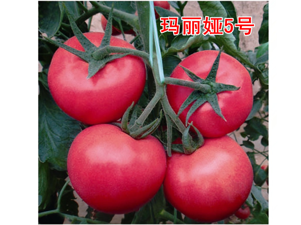 ƤӲڸк÷ӡʢҵ 
ؼ: