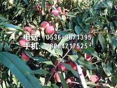 ӳ˪硢ɽӳ˪硢ӳ˪ 
ؼ: