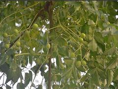 ڿ۸飺ڿ 
ؼ: