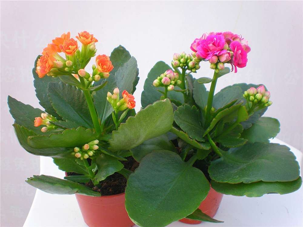 Ϸֲ|Ϸʻƾ|Ϸֲ|Ϸֲ 
ؼ: