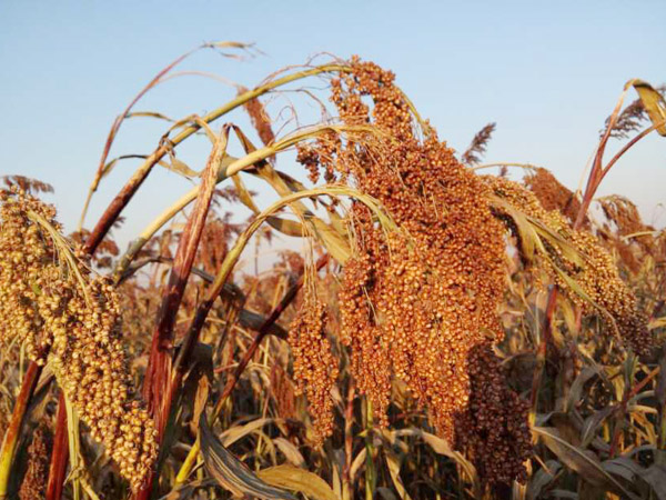 Ϋͻĸܺڱõĸܺ 
ؼ: