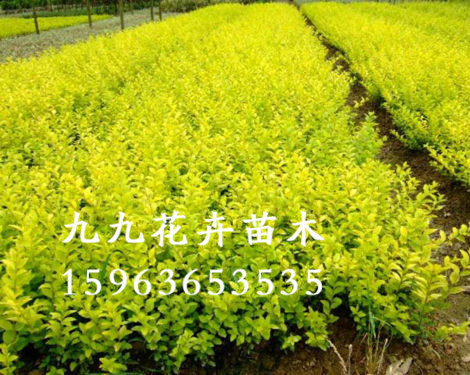 ҶŮ굱ѡݾžŻľ_ϽҶŮ 
ؼ: