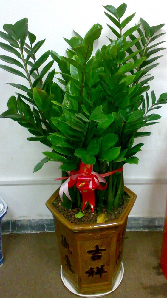 Ϸ|Ϸʻ|Ϸֲ|Ϸֲ 
ؼ: