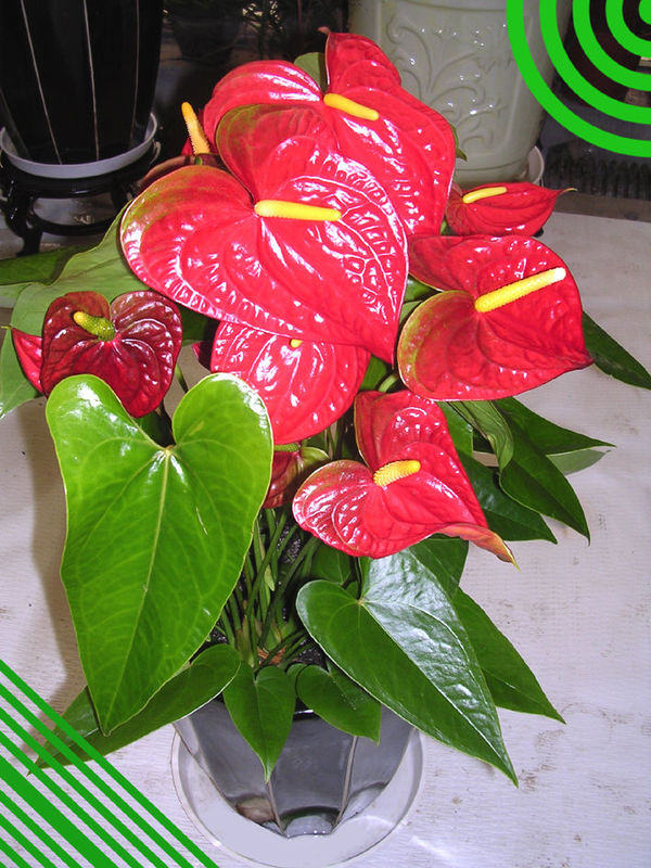 Ϸֲ|Ϸֲ|Ϸʻ|Ϸʻ|Ϸ⻨ 
ؼ: