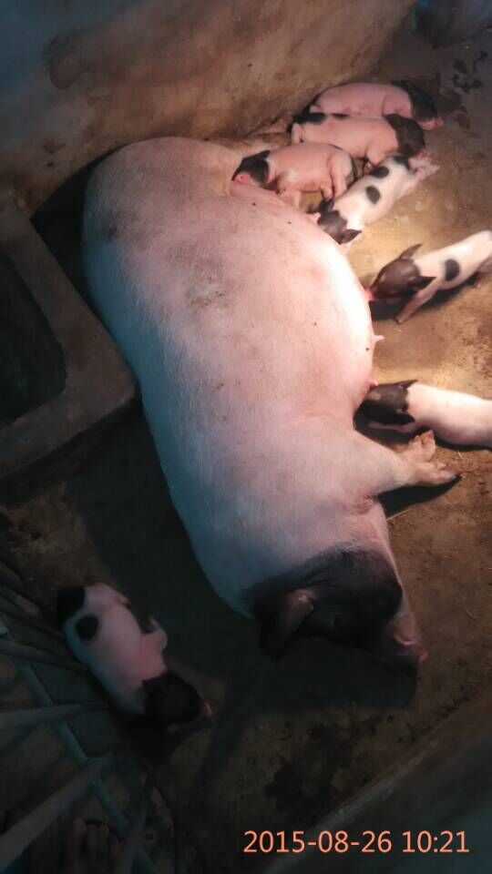 ���������۸�|ũ֮Դ������Ʒũ֮Դ������ֳ 
�ؼ���: