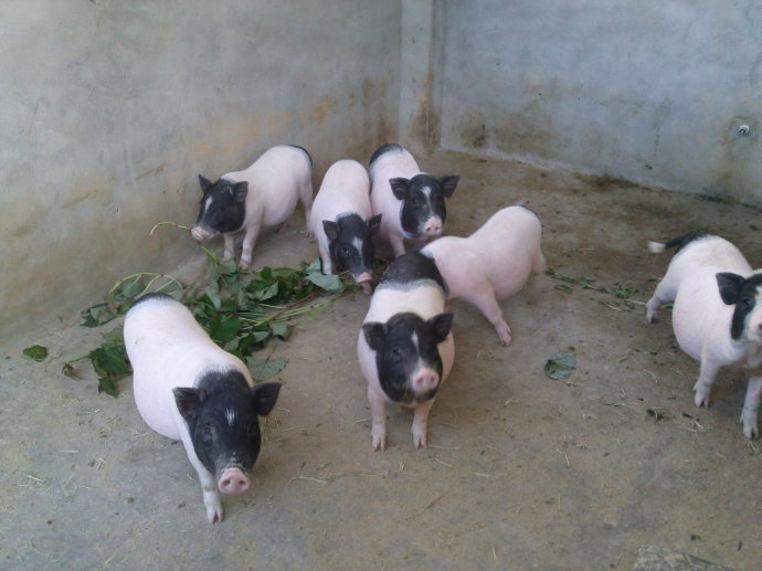 ��Ӧ�Ĵ����Լ۳ɶ���̬������ֳ������ 
�ؼ���: