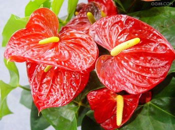 Ϸֲ|Ϸʻܳ|ϷʻľƾϷֲ|Ϸ|Ϸ辰 
ؼ: