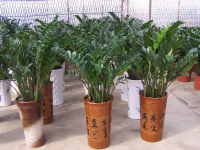 Ϸֲ|Ϸʻ|Ϸ辰|Ϸֲ 
ؼ: