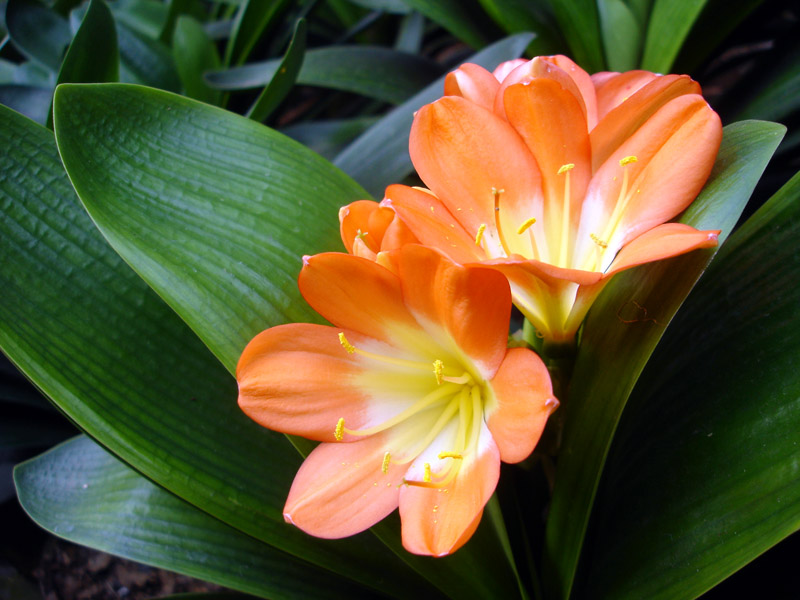 Ϸֲ|Ϸʻܳ|Ϸֲƾ|Ϸ|Ϸֲ|Ϸʻ|Ϸʻľ 
ؼ: